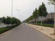 大学路绿化
