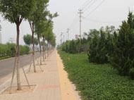 中傲绿化